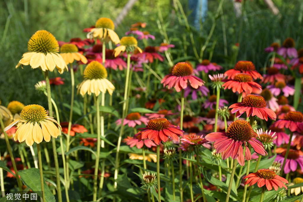 北京：莲花池松果菊盛开 争奇斗艳美不胜收