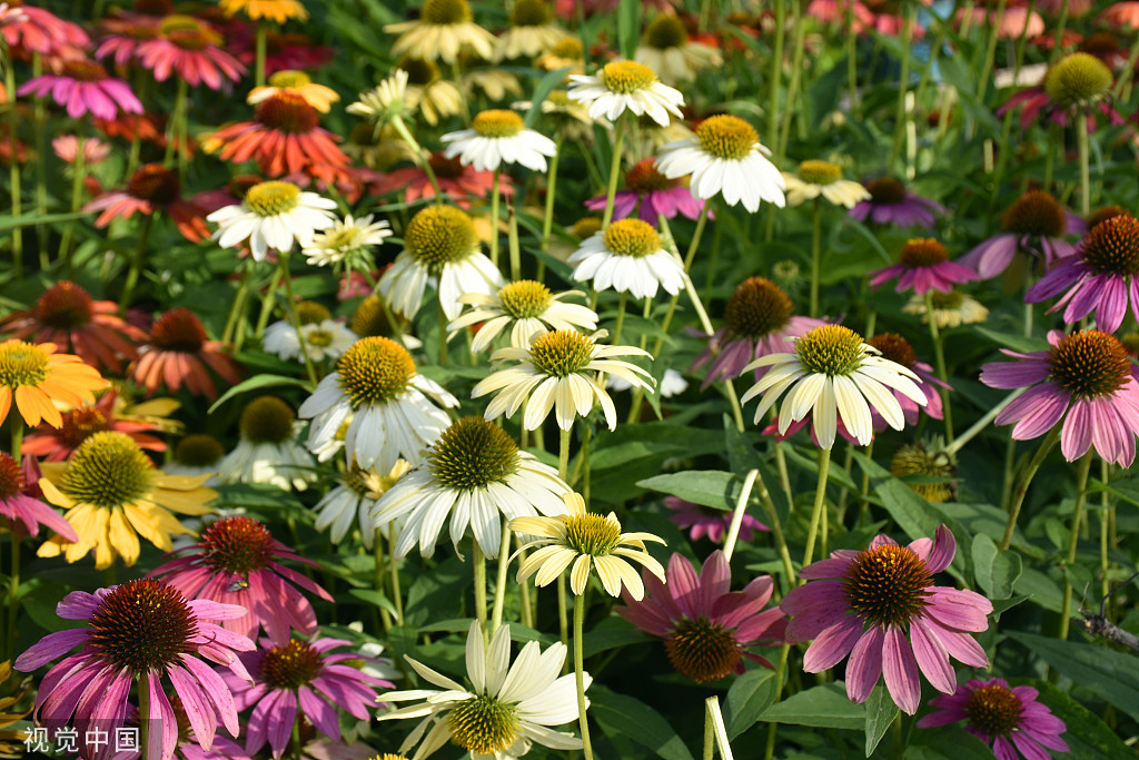 北京：莲花池松果菊盛开 争奇斗艳美不胜收