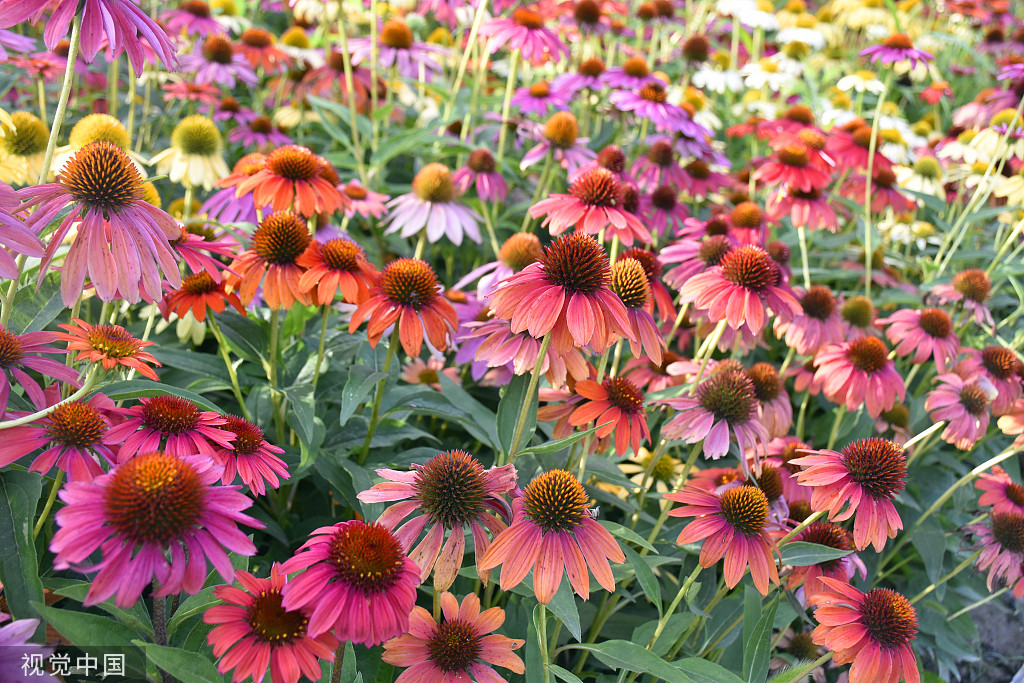 北京：莲花池松果菊盛开 争奇斗艳美不胜收