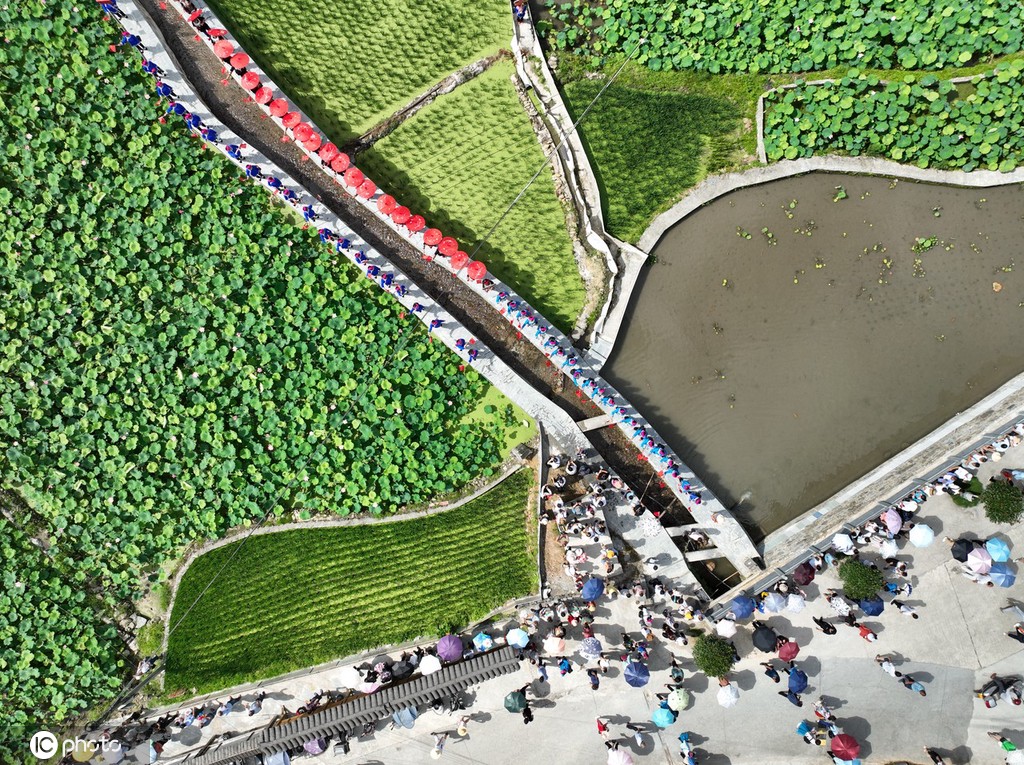 贵州锦屏：田园荷花竞绽放 夏日美景入画来