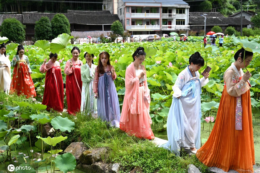 贵州锦屏：田园荷花竞绽放 夏日美景入画来