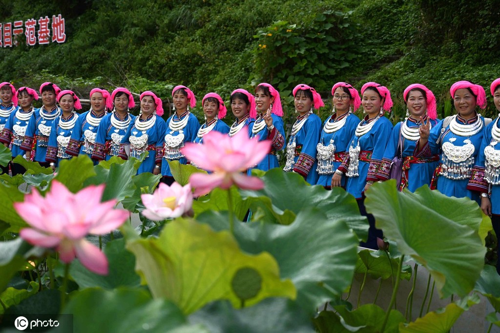 贵州锦屏：田园荷花竞绽放 夏日美景入画来