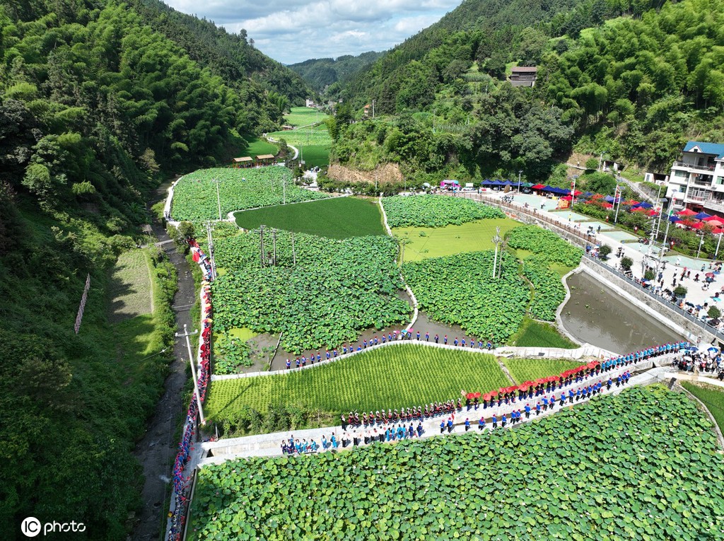 贵州锦屏：田园荷花竞绽放 夏日美景入画来