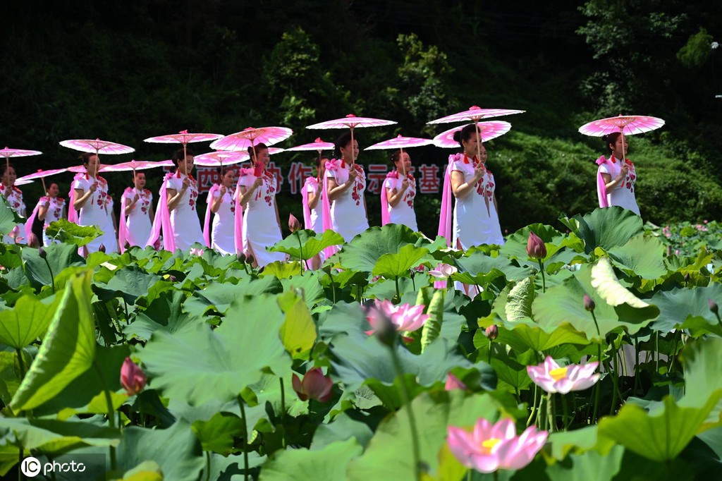 贵州锦屏：田园荷花竞绽放 夏日美景入画来