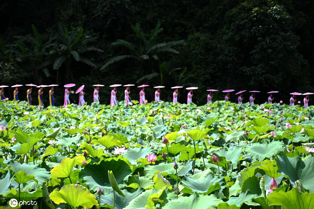 贵州锦屏：田园荷花竞绽放 夏日美景入画来