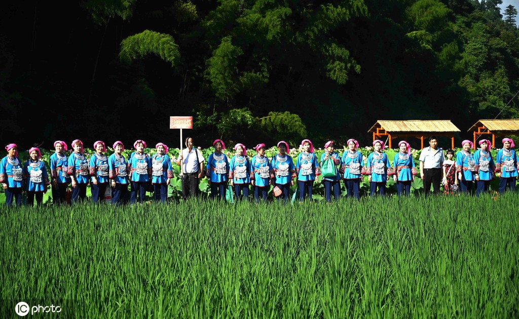 贵州锦屏：田园荷花竞绽放 夏日美景入画来