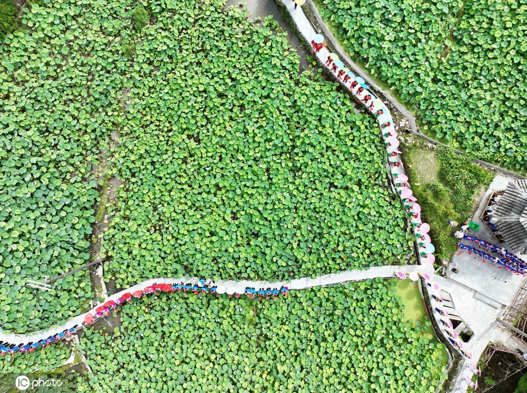 贵州锦屏：田园荷花竞绽放 夏日美景入画来