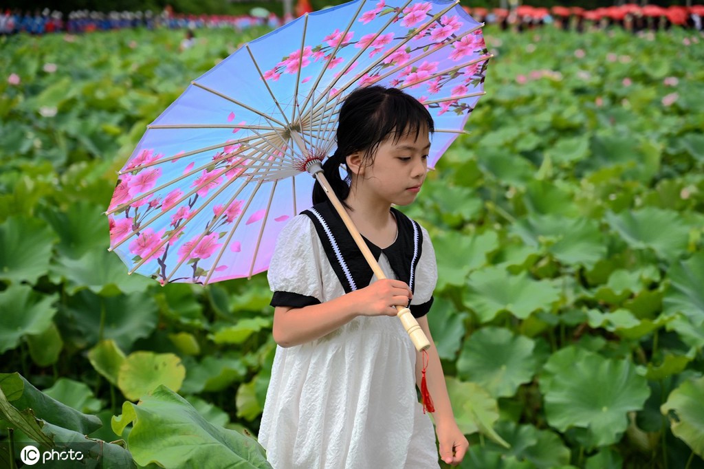 贵州锦屏：田园荷花竞绽放 夏日美景入画来