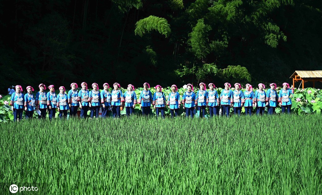 贵州锦屏：田园荷花竞绽放 夏日美景入画来