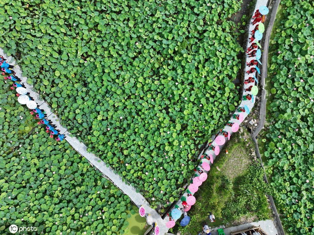 贵州锦屏：田园荷花竞绽放 夏日美景入画来