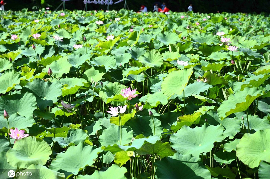 贵州锦屏：田园荷花竞绽放 夏日美景入画来