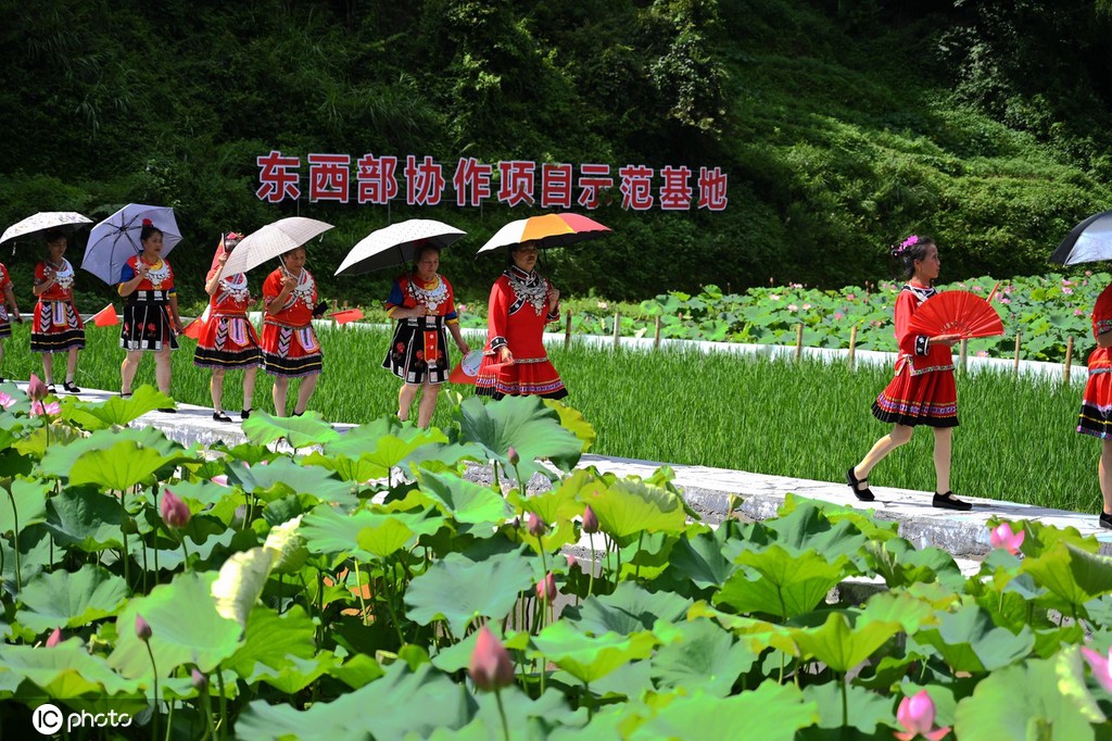 贵州锦屏：田园荷花竞绽放 夏日美景入画来