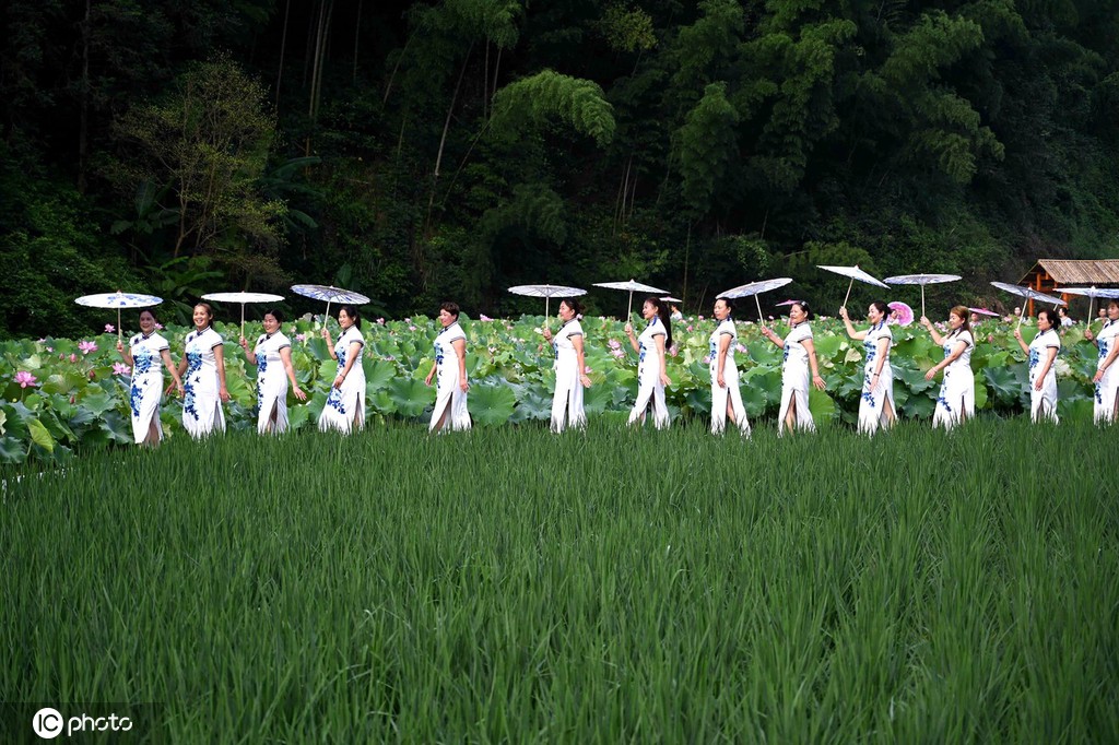 贵州锦屏：田园荷花竞绽放 夏日美景入画来