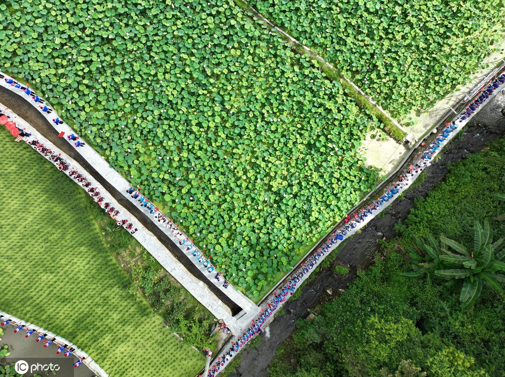 贵州锦屏：田园荷花竞绽放 夏日美景入画来