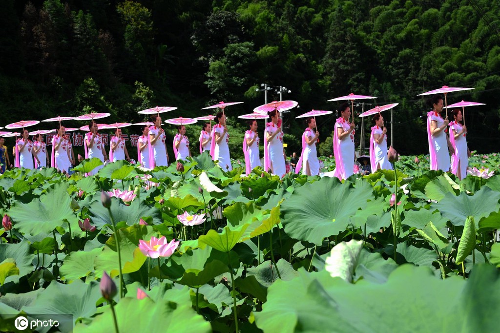 贵州锦屏：田园荷花竞绽放 夏日美景入画来