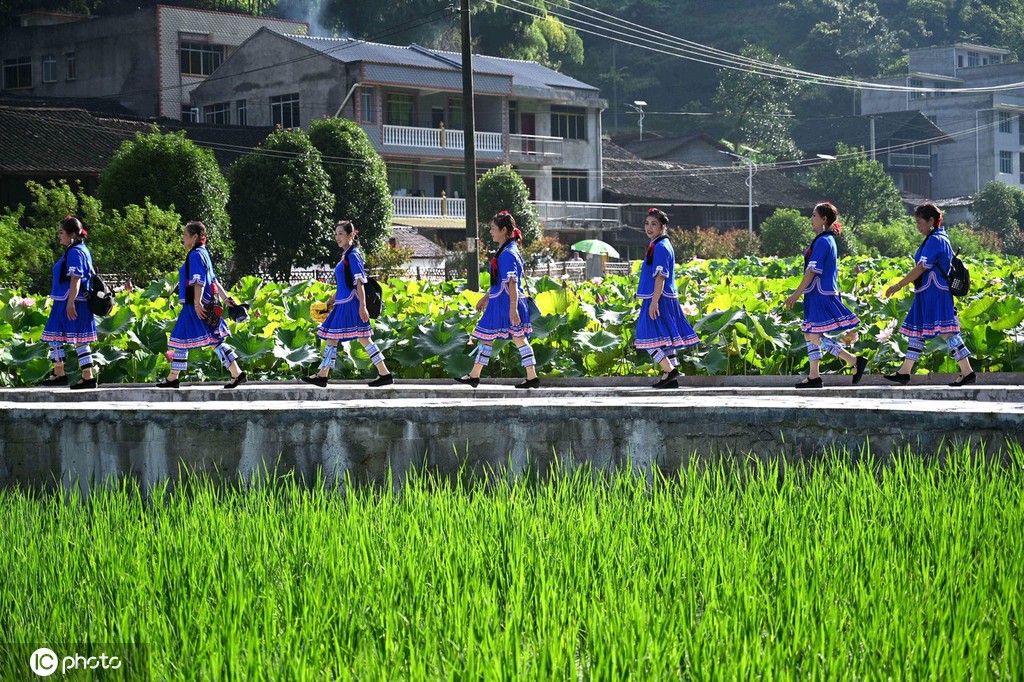 贵州锦屏：田园荷花竞绽放 夏日美景入画来