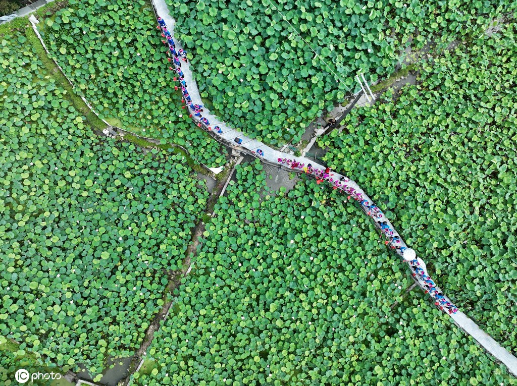 贵州锦屏：田园荷花竞绽放 夏日美景入画来