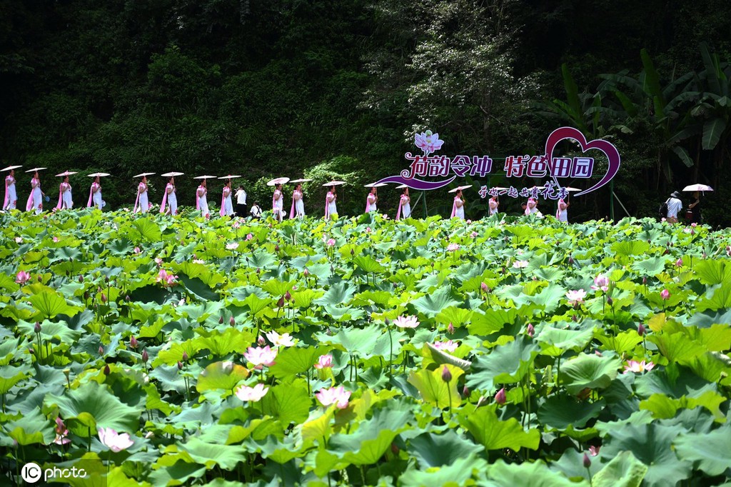 贵州锦屏：田园荷花竞绽放 夏日美景入画来