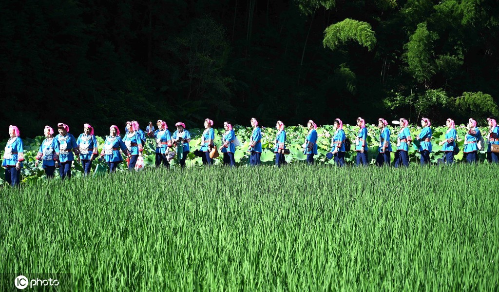 贵州锦屏：田园荷花竞绽放 夏日美景入画来