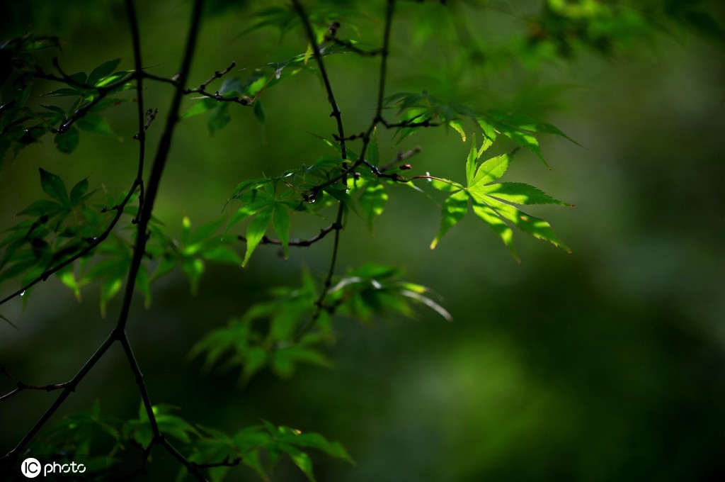 江苏淮安：雨后植物清新靓丽