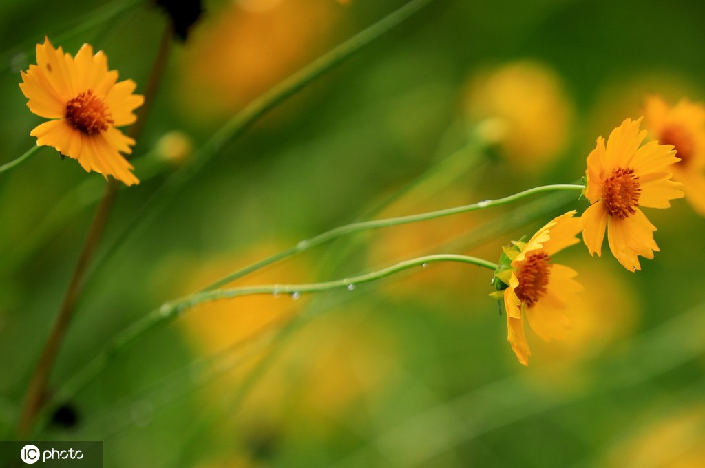 江苏淮安：雨后植物清新靓丽