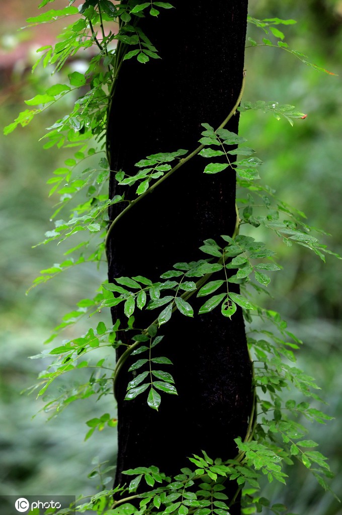 江苏淮安：雨后植物清新靓丽