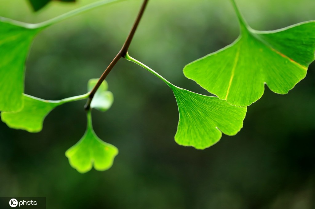 江苏淮安：雨后植物清新靓丽
