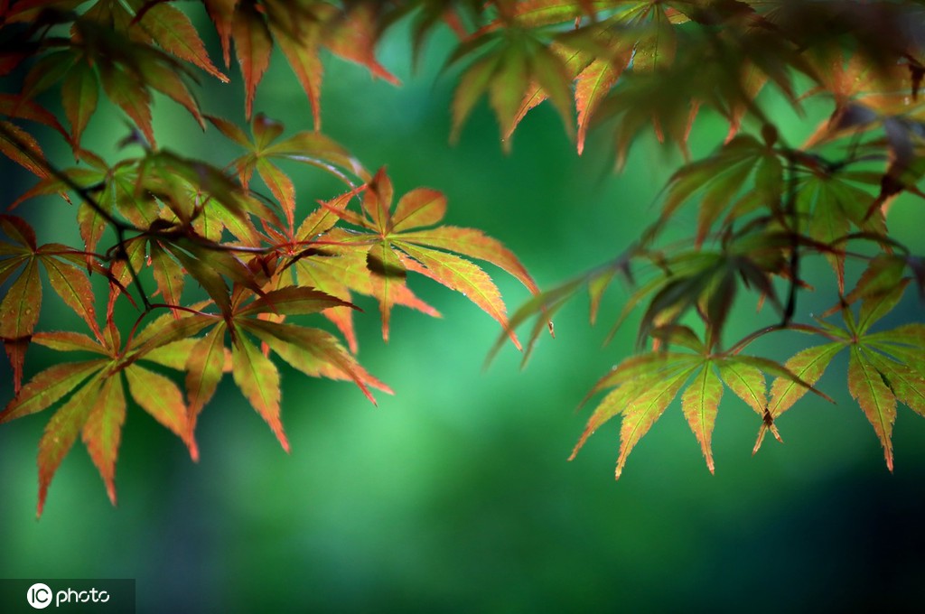 江苏淮安：雨后植物清新靓丽
