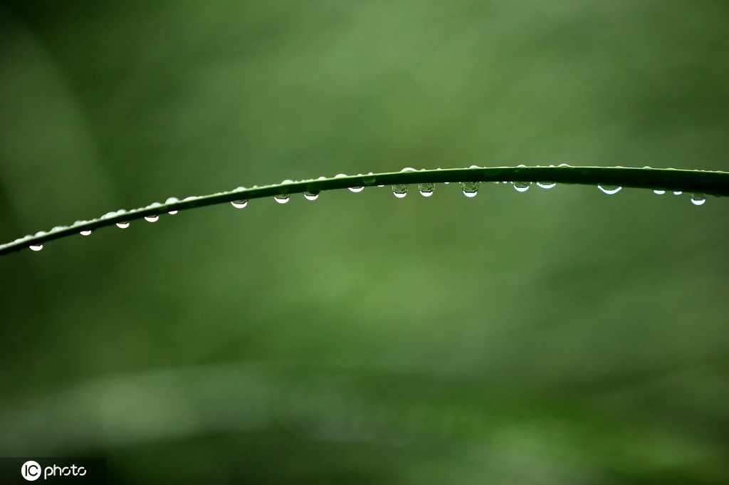 江苏淮安：雨后植物清新靓丽