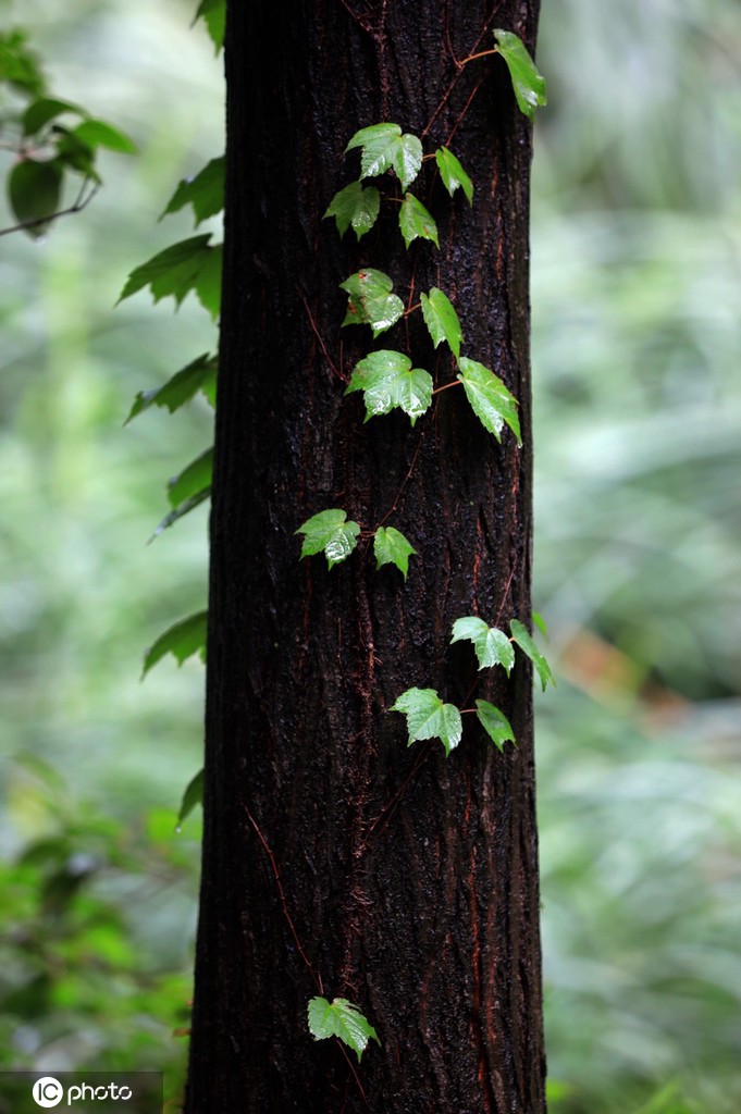 江苏淮安：雨后植物清新靓丽
