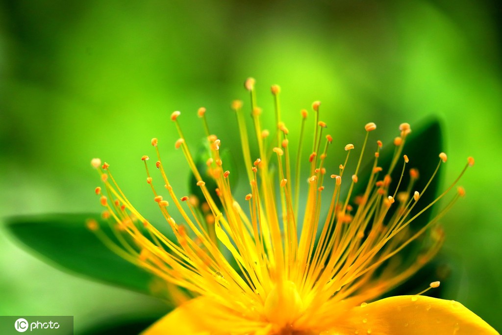 江苏淮安：雨后植物清新靓丽