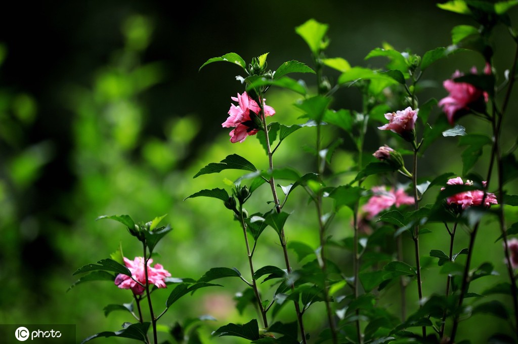 江苏淮安：雨后植物清新靓丽