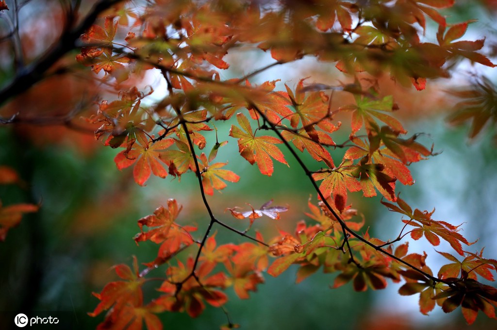 江苏淮安：雨后植物清新靓丽