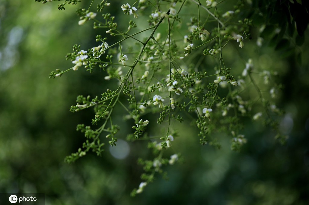 江苏淮安：雨后植物清新靓丽