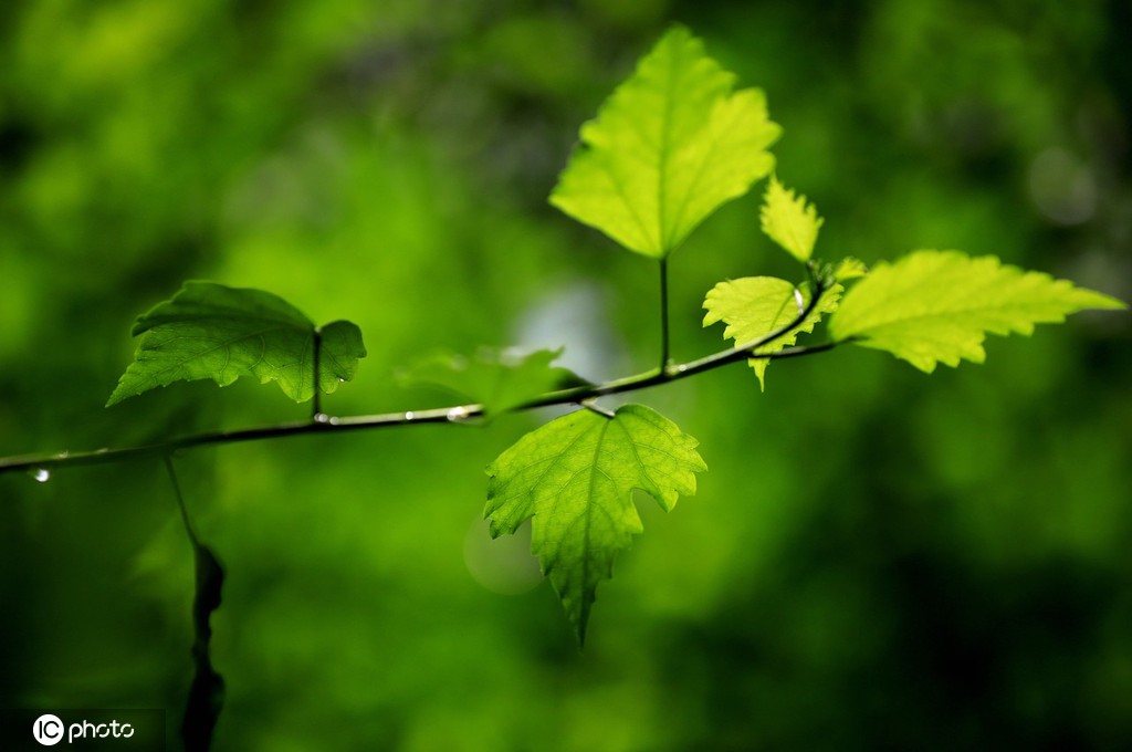 江苏淮安：雨后植物清新靓丽