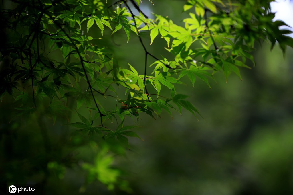 江苏淮安：雨后植物清新靓丽