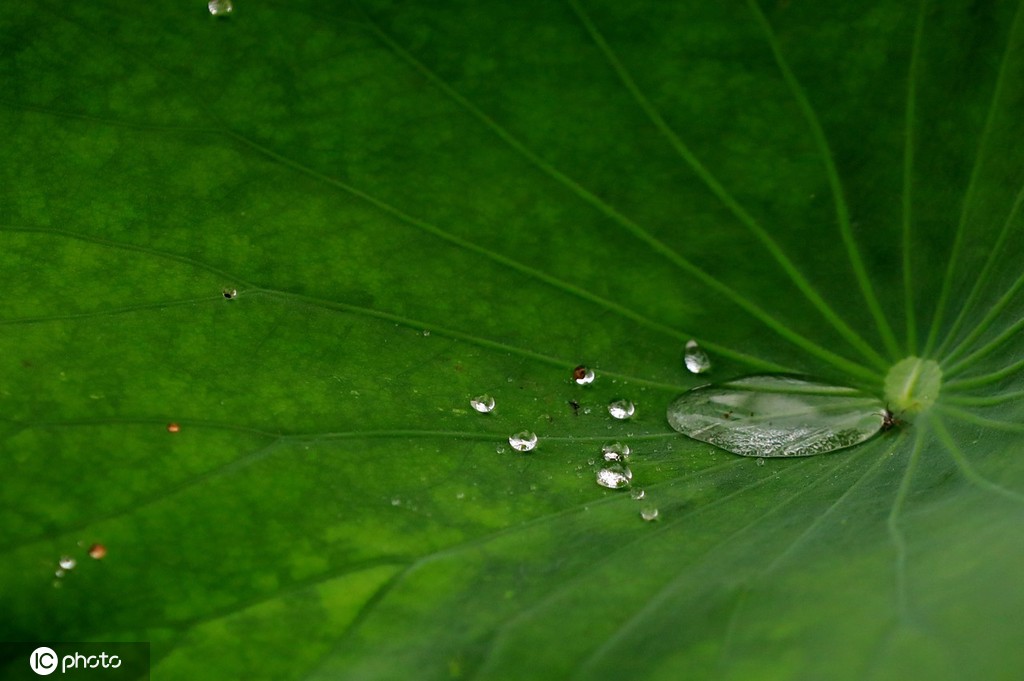 江苏淮安：雨后植物清新靓丽