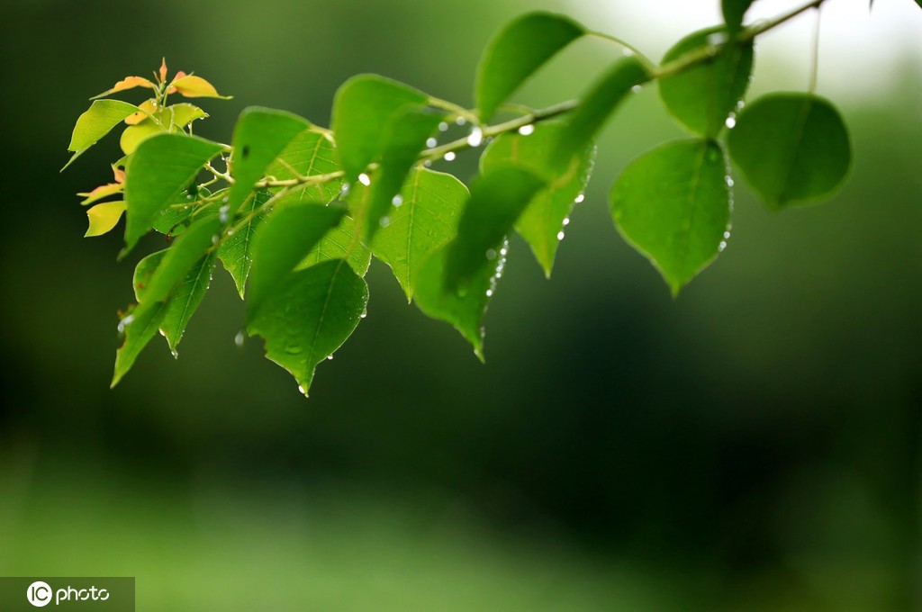 江苏淮安：雨后植物清新靓丽