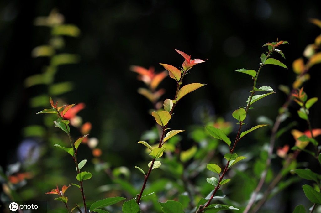 江苏淮安：雨后植物清新靓丽