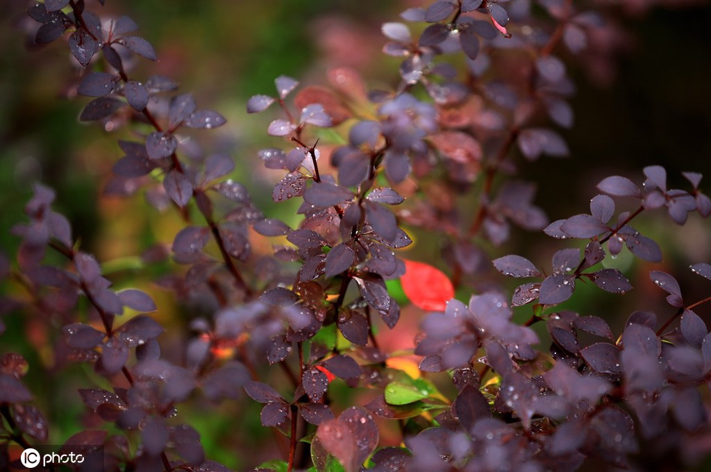 江苏淮安：雨后植物清新靓丽