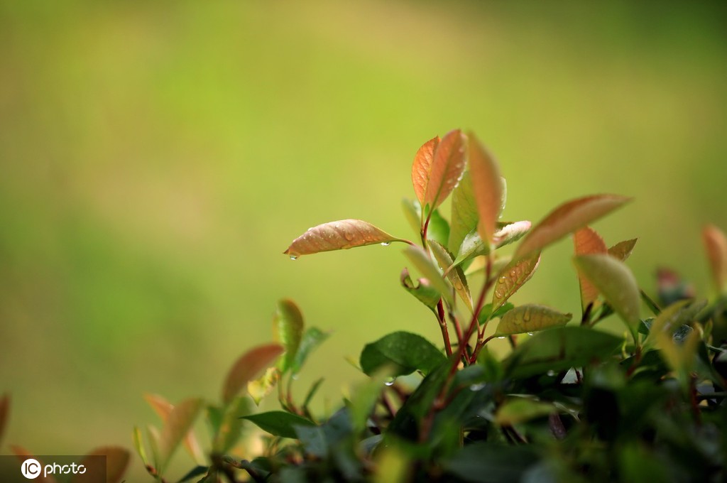 江苏淮安：雨后植物清新靓丽