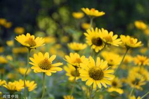 北京：莲花池松果菊盛开 争奇斗艳美不胜收