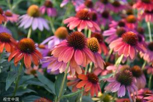 北京：莲花池松果菊盛开 争奇斗艳美不胜收