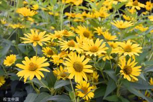 北京：莲花池松果菊盛开 争奇斗艳美不胜收