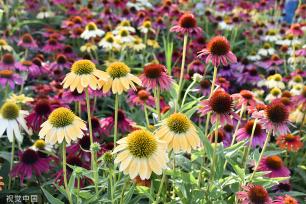 北京：莲花池松果菊盛开 争奇斗艳美不胜收