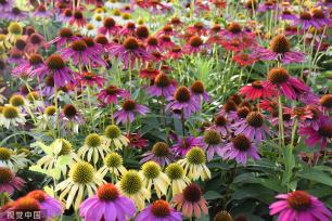 北京：莲花池松果菊盛开 争奇斗艳美不胜收