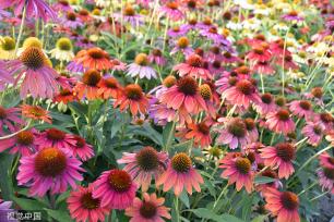 北京：莲花池松果菊盛开 争奇斗艳美不胜收