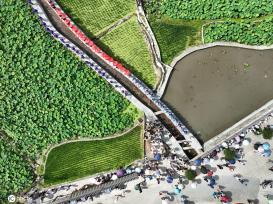 贵州锦屏：田园荷花竞绽放 夏日美景入画来