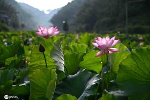 贵州锦屏：田园荷花竞绽放 夏日美景入画来