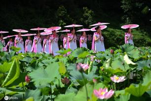 贵州锦屏：田园荷花竞绽放 夏日美景入画来